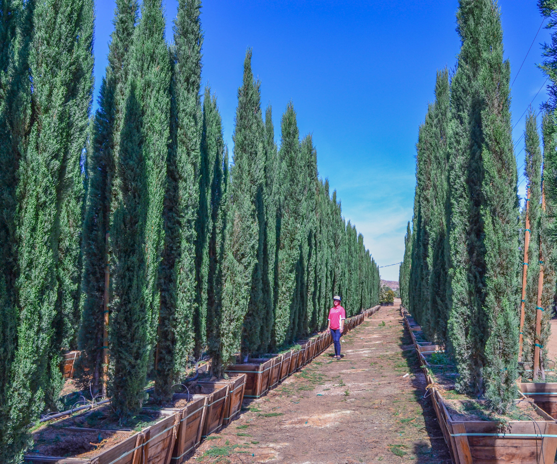 The Classic Italian Cypress